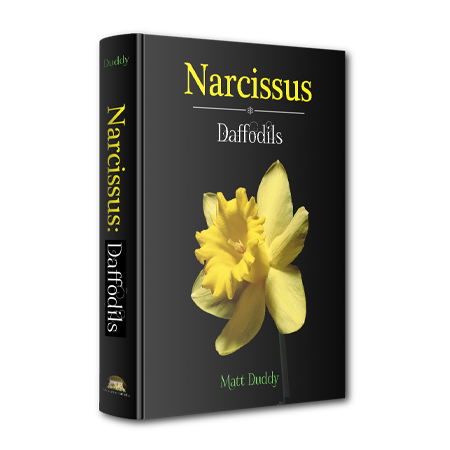 Narcissus: Daffodils