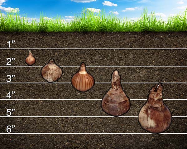 Planting Depth