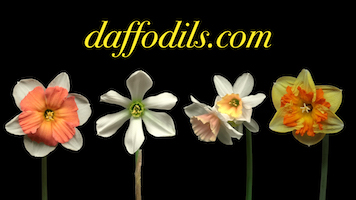 Daffodils.com