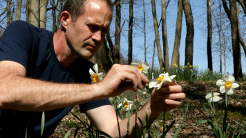 Daffodils My Love