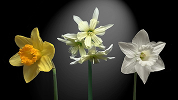 Narcissus
