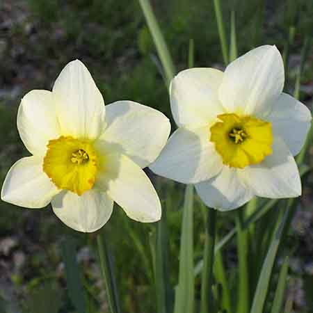 Croesus
